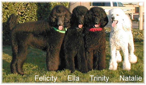 All 4 Girls