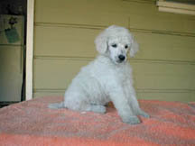 Standard poodle puppy