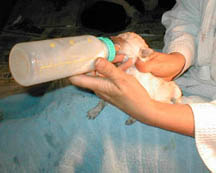 Bottle feeding