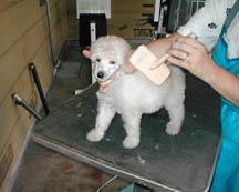 Standard poodle puppy