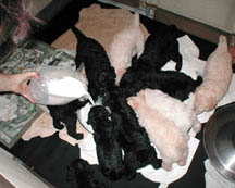 Standard poodle puppies