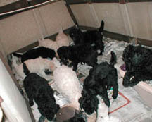 Standard poodle puppies