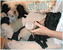 Got milk?