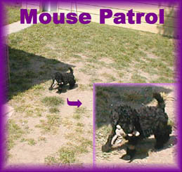 Mouse patrol