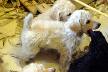 Standard poodle puppy