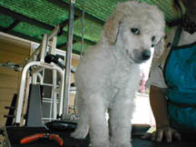 Standard poodle puppy