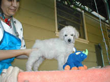 Standard poodle puppy