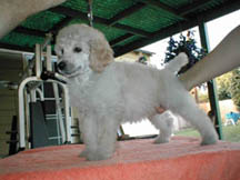 Standard poodle puppy