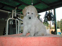 Standard poodle puppy