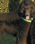 Standard poodle: Felicity