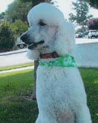 Standard poodle: Maximus