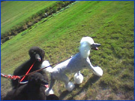 Natalie and 2 of her progeny, Felicity & Trinity