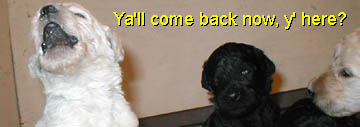 Admiration Standard Poodles