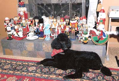 Lovely Christmas Poodle