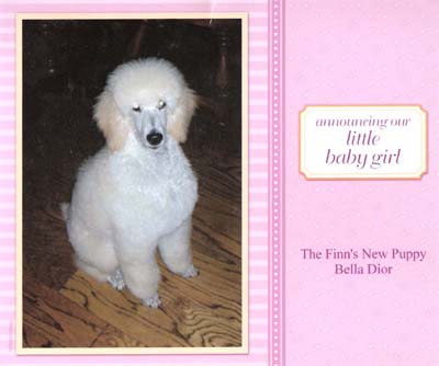Announcing our little baby girl...The Finn's New Puppy Bella Dior