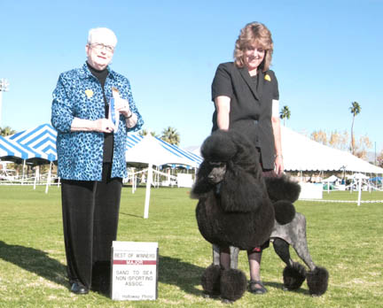 Standard Poodle Stud Dog