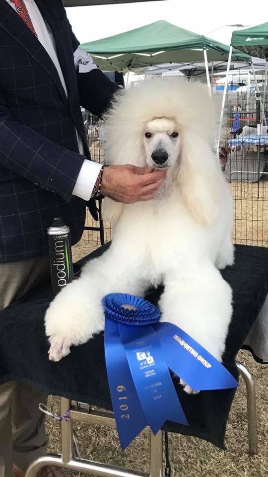 Adorable Standard Poodle Dog Show Winner